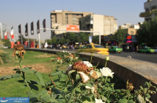 پژمردگی گلها