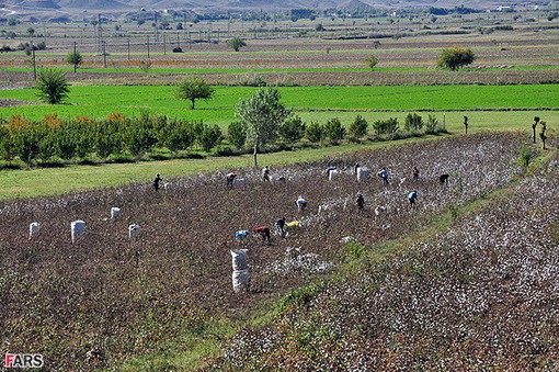 برداشت پنبه از مزرعه روستای جعفر قلی اوشاقی در آذربایجان شرقی