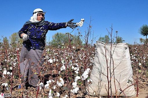 برداشت پنبه از مزرعه در روستای جعفر قلی اوشاقی در آذربایجان شرقی