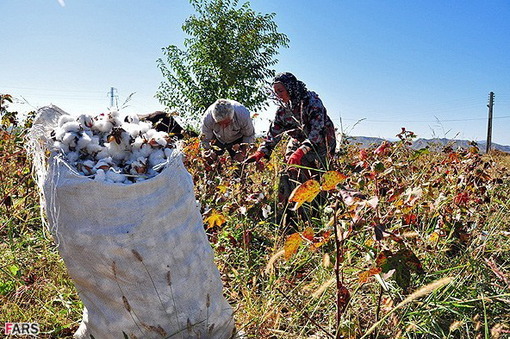 برداشت پنبه از مزرعه روستای جعفر قلی اوشاقی در آذربایجان شرقی