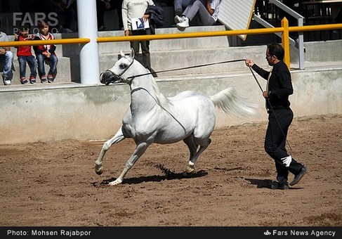 برگزاری جشنواره زیبایی اسب عرب در کرمان