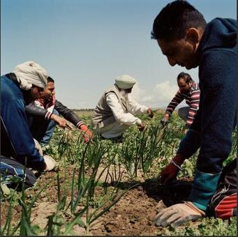 کشاورزان سیک در محل تولد استالین