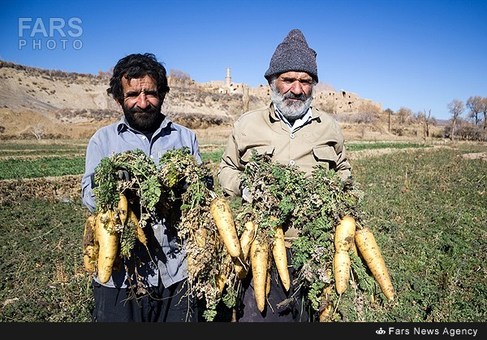 برداشت هویج زردک