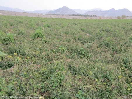 سرما زدگی و از بین رفتن گوجه فرنگی