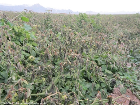 سرما زدگی و از بین رفتن گوجه فرنگی