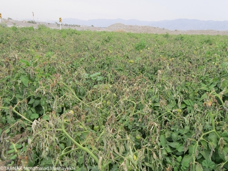 سرما زدگی و از بین رفتن گوجه فرنگی