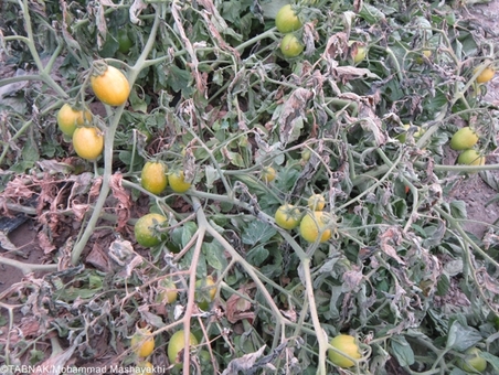 از بین رفتن گوجه فرنگی به دلیل سرمازدگی