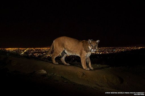 استیو وینتر، عکاس نشنال جیوگرافیک، برنده جایزه اول در رشته طبیعت شده است. این عکس در پارک گریفیت لس آنجلس گرفته شده است.