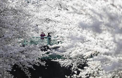 شکوفه های بسیار زیبای درختان گیلاس در ژاپن / TORU HANAI / REUTERS
