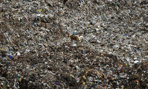 سایت دفن زباله در شهر بنگلور، هند و نمایی وسیع از انبوه زباله ها و سگ ولگردی که در مرکز تصویر قرار گرفته است./AP