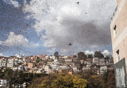 میلیون ها ملخ در ماداگاسکار ابرهایی از حشرات را تشکیل دادند. این کشور آفریقایی برای بیش از دو سال به این آفت گرفتار شده است./AFP/Getty Images