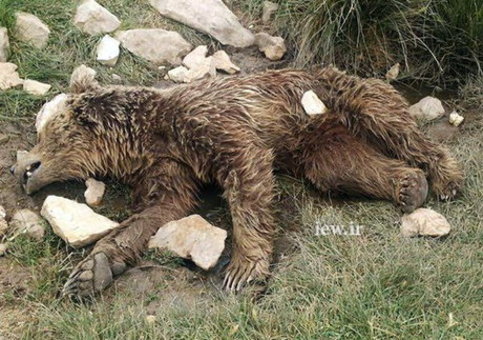 سنگ‌های اصابت کرده به سر و بدن خرس مجروح
در اطراف و روی لاشه مشخص است