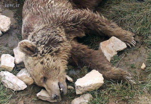 لاشه یک خرس در کرمانشاه