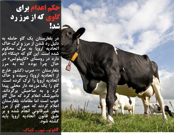 در بلغارستان یک گاو حامله به دلیل رد شدن از مرز و ترک خاک اتحادیه اروپا به مرگ محکوم شده است. این گاو که &laquo;پنکا&raquo; نام دارد در روستای &laquo;کاپیلوتس&raquo; در حال چرا بوده که به مرز بلغارستان &mdash; صرب (کشور خارج از اتحادیه اروپا) رسیده و خاک اتحادیه اروپا را ترک کرده است. گاو را یک مزرعه دار محلی پیدا کرد و به صاحبش برگرداند. دامپزشک اعلام کرد که حال گاو خوب است اما مقامات بلغارستان اعلام کردند که عبور گاو از مرز بطور غیرقانونی انجام شده و بر طبق قانون اتحادیه اروپا باید کشته شود.
