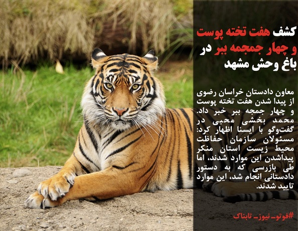 معاون دادستان خراسان رضوی از پیدا شدن هفت تخته پوست و چهار جمجه ببر خبر داد. محمد بخشی محبی در گفت&zwnj;وگو با ایسنا اظهار کرد: مسئولان سازمان حفاظت محیط زیست استان منکر پیداشدن این موارد شدند، اما طی بازرسی که به دستور دادستانی انجام شد، این موارد تایید شدند.
