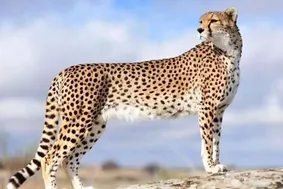 پلنگ جوان ایرانی در طارم سفلی