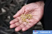 آیین سنتی گندم شماری و نذر گندم در اهر