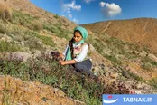 گیاهان دارویی ارتفاعات استان چهارمحال و بختیاری