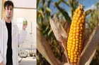 تبدیل ضایعات ذرت به داروی ضدویروس نجات‌بخش