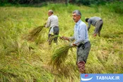 برداشت برنج در مازندران
