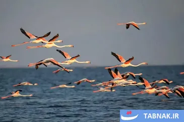 عکس: بازگشت باشکوه فلامینگوها به آغوش دریاچه ارومیه