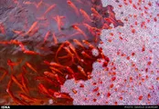 خطرات رهاسازی ماهیان قرمز در آب‌های آزاد