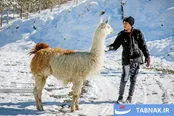 پارک محیط بان