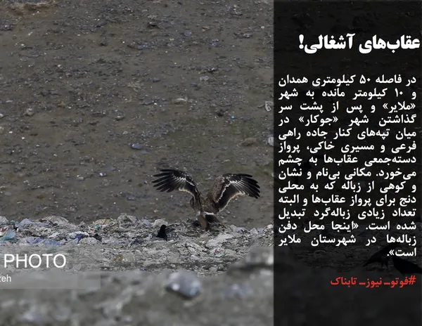 در فاصله ۵۰ کیلومتری همدان و ۱۰ کیلومتر مانده به شهر &laquo;ملایر&raquo; و پس از پشت سر گذاشتن شهر &laquo;جوکار&raquo; در میان تپه&zwnj;های کنار جاده راهی فرعی و مسیری خاکی، پرواز دسته&zwnj;جمعی عقاب&zwnj;ها به چشم می&zwnj;خورد. مکانی بی&zwnj;نام و نشان و کوهی از زباله که به محلی دنج برای پرواز عقاب&zwnj;ها و البته تعداد زیادی زباله&zwnj;گرد تبدیل شده است. &laquo;اینجا محل دفن زباله&zwnj;ها در شهرستان ملایر است&raquo;. به گفته معاون فرماندار ملایر، محل دفن زباله در شهر ملایر استاندارد وجود ندارد و روستاهای اطراف در این زمینه اظهار نارضایتی دارند؛ بنابراین باید روند مکان&zwnj;گُزینی و دفن بهداشتی و استانداردسازی زباله&zwnj;های شهر ملایر سرعت گیرد. در ناحیه فعلی به علت منابع غذایی و کثرت جوندگان، با عقاب&zwnj;های دشتی مواجه هستیم و امکان تغییر زیست&zwnj;بوم عقاب&zwnj;ها وجود ندارد اما با تغییر سایت پسماند ملایر، می&zwnj;توان شاهد بهبود زیست&zwnj;بوم عقاب&zwnj;ها بود.

