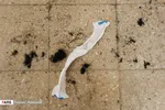اصلاح موی سر