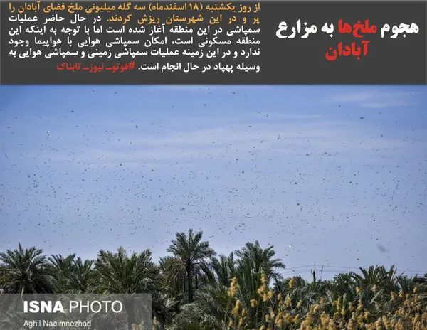  از روز یکشنبه (۱۸ اسفندماه) سه گله میلیونی ملخ فضای آبادان را پر و در این شهرستان ریزش کردند. در حال حاضر عملیات سمپاشی در این منطقه آغاز شده است اما با توجه به اینکه این منطقه مسکونی است، امکان سمپاشی هوایی با هواپیما وجود ندارد و در این زمینه عملیات سمپاشی زمینی و سمپاشی هوایی به وسیله پهپاد در حال انجام است. #فوتوـ نیوزـ تابناک
