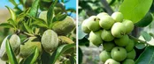 خرید نهال بادام، راهی مطمئن برای سرمایه‌گذاری