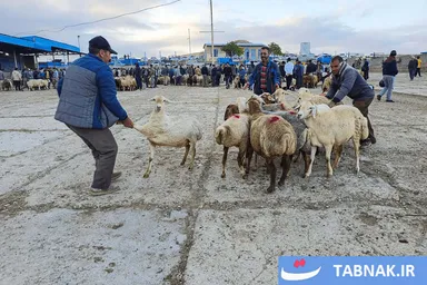 عکس: بازار خرید دام عید قربان در بجنورد