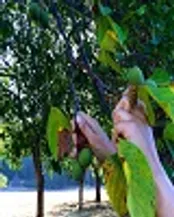 خرید نهال گردو پربار فقط در 3 دقیقه