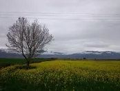 کرمان،  ارزوییه،  صوغان،  مزرعه کلزا