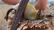 راز خوابیدن پرندگان به پشت در مزارع آفتابگردان