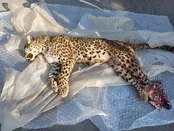 اعلام جزییات تلف شدن پلنگ در ساری