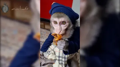 تربیت عجیب یک میمون خانگی در ایران