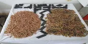 کشف تعدادی سلاح و مهمات جنگی در ایرانشهر