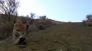 تصاویر چهار پلنگ ایرانی در میناب