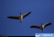 پرندگان مهاجر در تالاب میقان