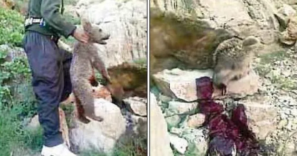 از اینکه مجبوریم کشتار بی&zwnj;رحمانه ماده خرس سمیرم و دو توله&zwnj;اش را به روایت این تصویر یادآوری کنیم، متاسفیم!