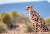 مخالفت با درج عکس یوز ایرانی بر روی پاکت سیگار