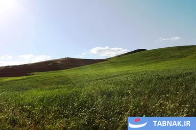 عکس: کشت گسترده گندم در دشت‌های زنجان