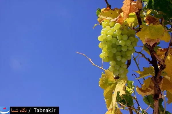 انگور؛ مهمترین محصول ملایر