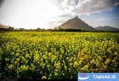 کوه لجور