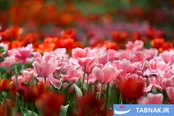عکس: لاله های رنگی در باغ ایرانی