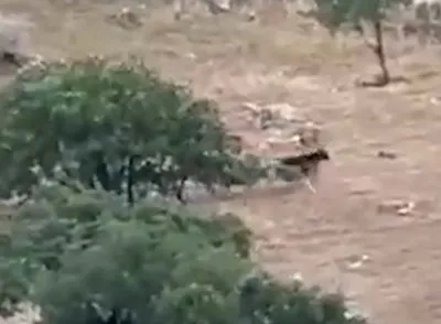 لحظه حمله دسته گرگ‌ها به گله گاو‌ها در کردستان