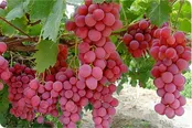 انگور برای این افراد سم است