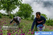 قطب اصلی تولید گل گاوزبان در ایران