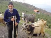 مرد سرگالش/ لنگرود/روستای بالا نارنجبن